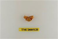 藏品(鋸額豆瓷蟹)的圖片